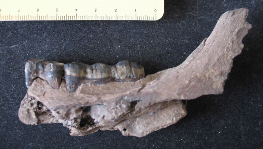 fossile (resti di suidi, esemplare)