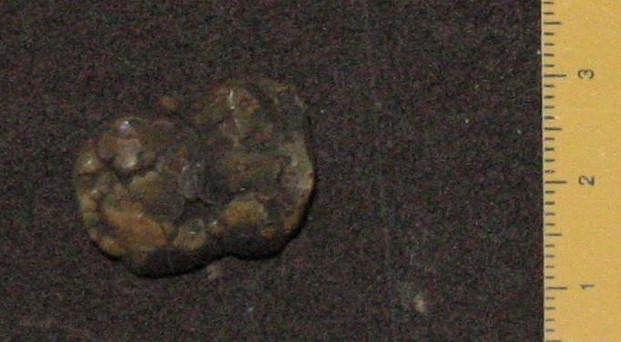 fossile (resti di suidi, esemplare)