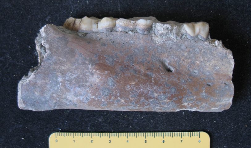 fossile (resti di suidi, esemplare)