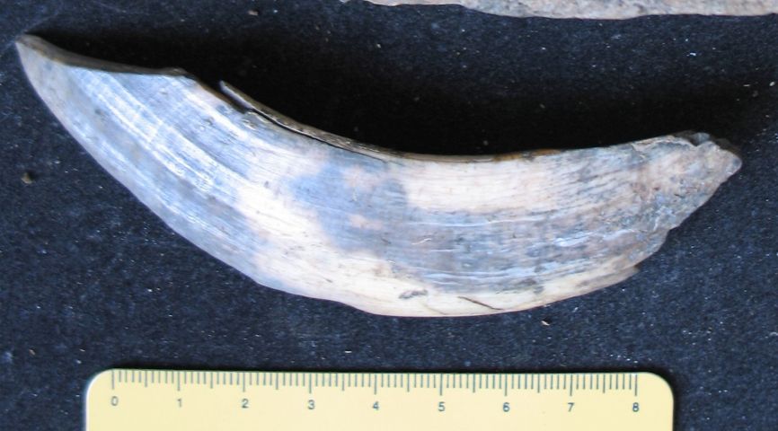 fossile (resti di suidi, esemplare)