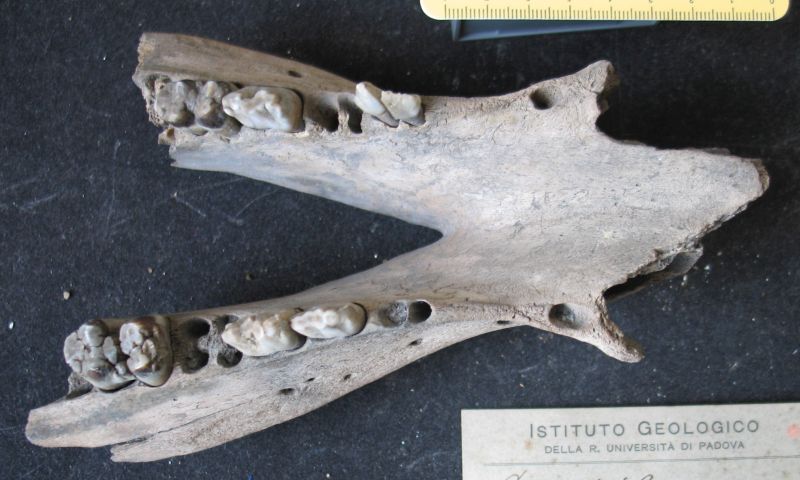 fossile (resti di suidi, esemplare)