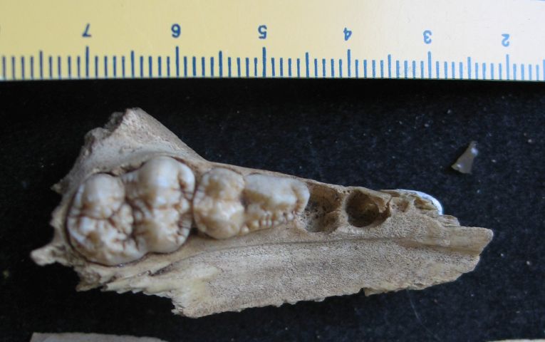 fossile (resti di suidi, esemplare)