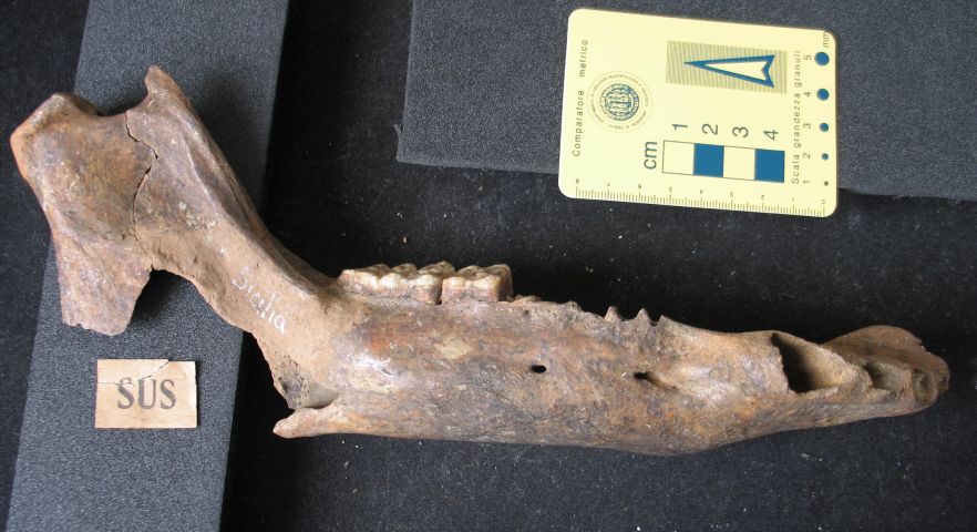 fossile (resti di suidi, esemplare)