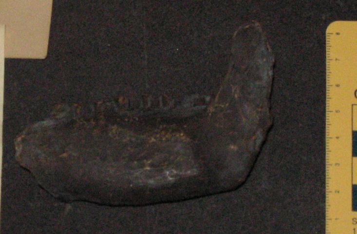 replica (modello) (mammifero fossile argentino, esemplare)