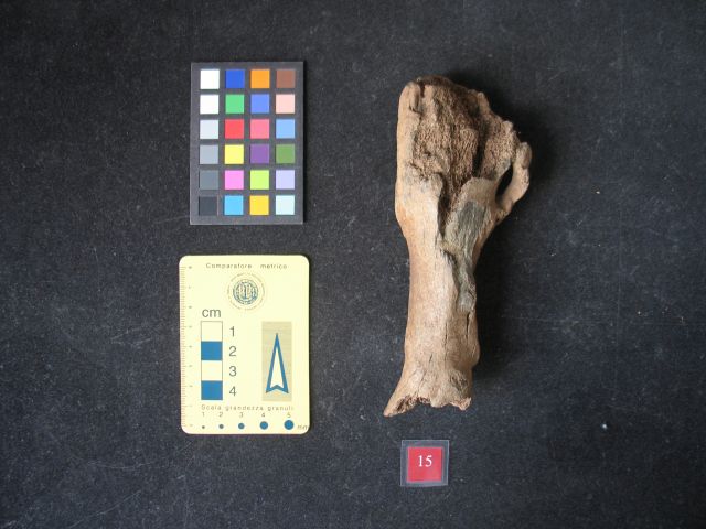 fossile (orso delle caverne? - elemento non determinato, esemplare)