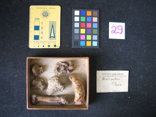 fossile (orso delle caverne - metacarpo del primo dito, metatarso e quattro fal, insieme)