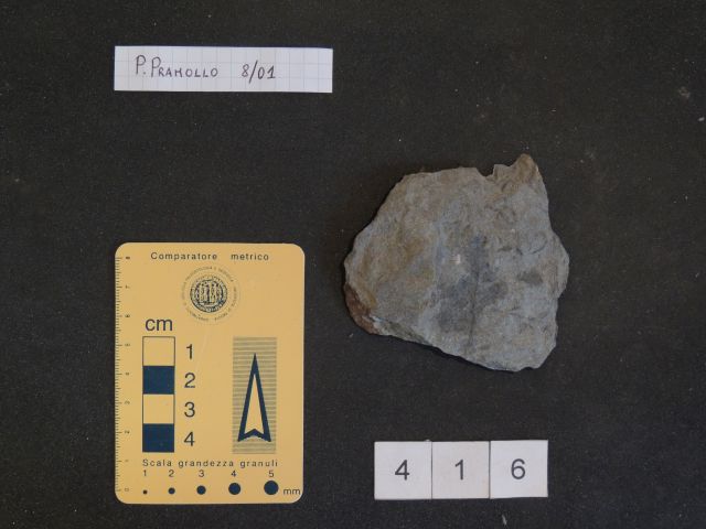 fossile (equisetali calamitaceae, esemplare)