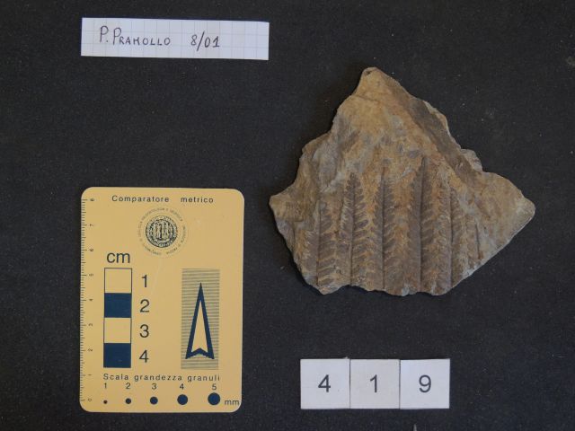 fossile (pteridofite marattiaceae, esemplare)