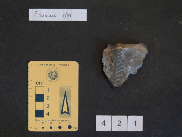 fossile (equisetali calamitaceae e pteridofite marattiaceae, associazione fossile)