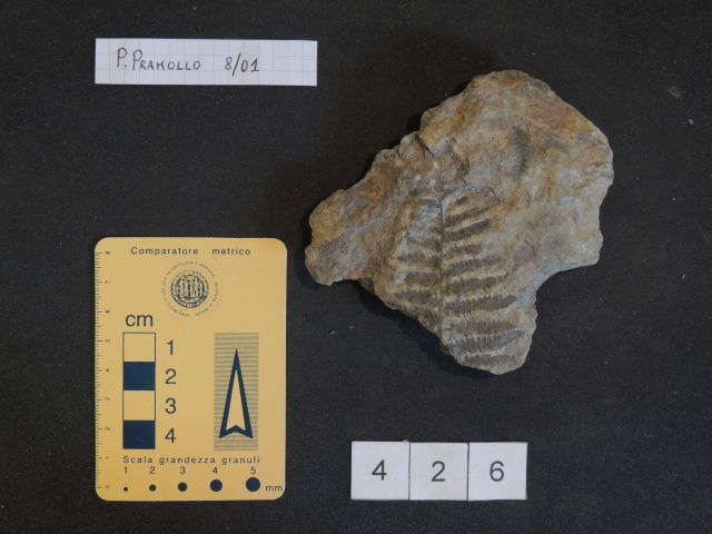 fossile (pteridofite marattiaceae, esemplare)