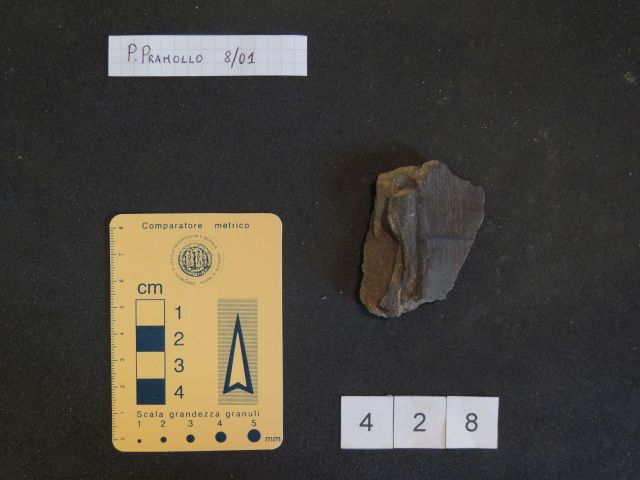 fossile (equisetali calamitaceae, esemplare)