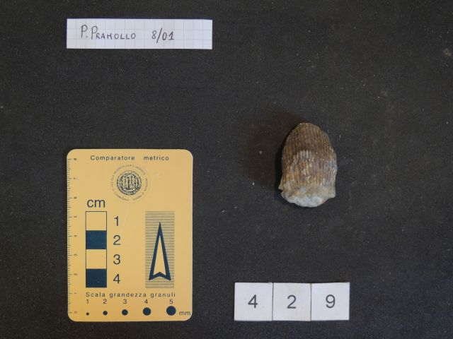 fossile (equisetali calamitaceae, esemplare)