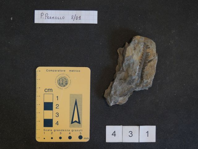 fossile (pteridofite marattiaceae, esemplare)