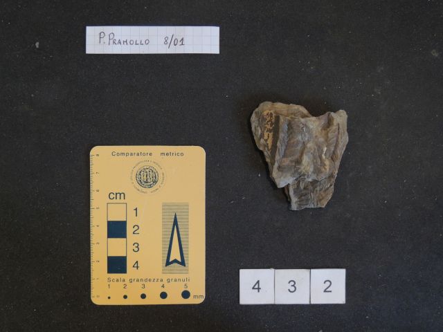 fossile (pteridofite marattiaceae, esemplare)