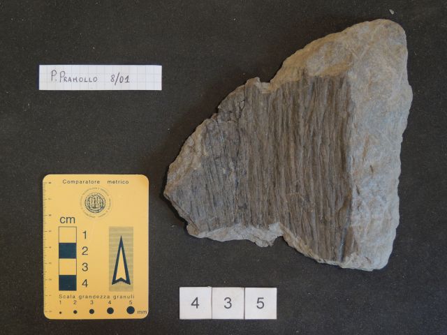 fossile (equisetali calamitaceae, esemplare)