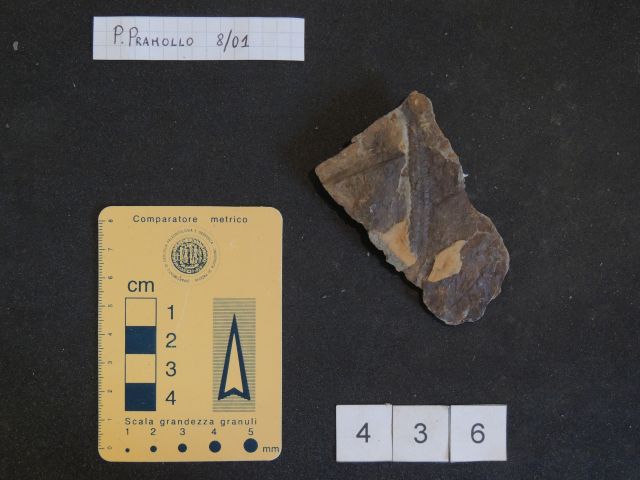 fossile (equisetali calamitaceae e pteridofite marattiaceae, associazione fossile)