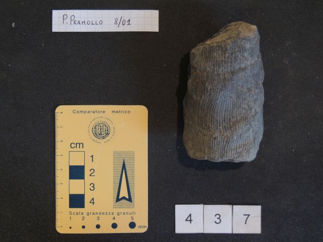 fossile (equisetali calamitaceae, esemplare)