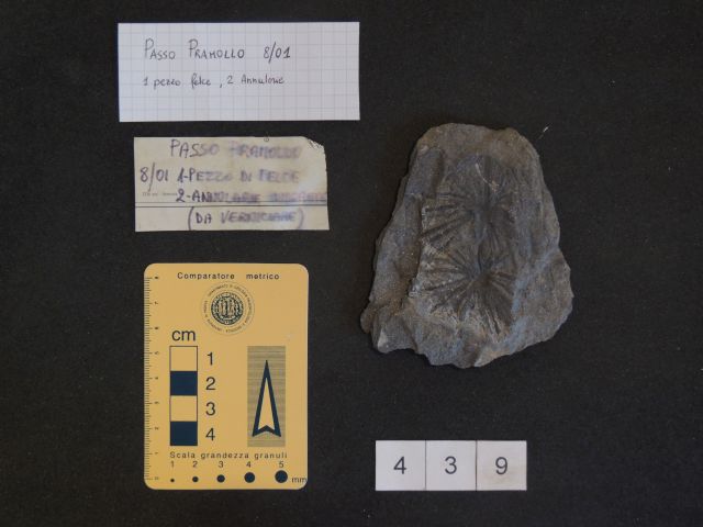 fossile (equisetali calamitaceae, esemplare)