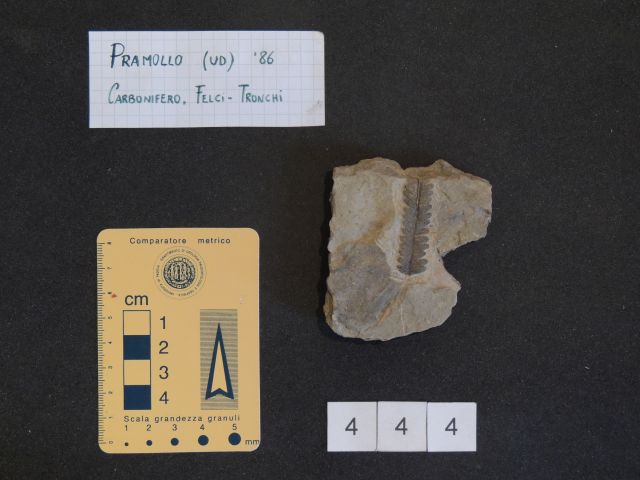 fossile (pteridofite marattiaceae, esemplare)