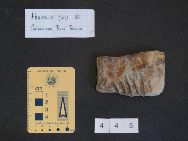 fossile (pteridofite marattiaceae, esemplare)