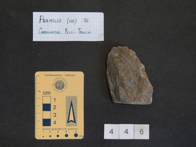 fossile (pteridofite marattiaceae, esemplare)