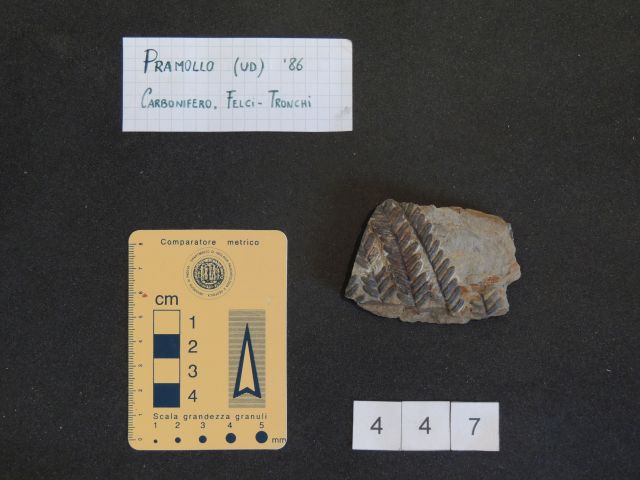 fossile (pteridofite marattiaceae, esemplare)