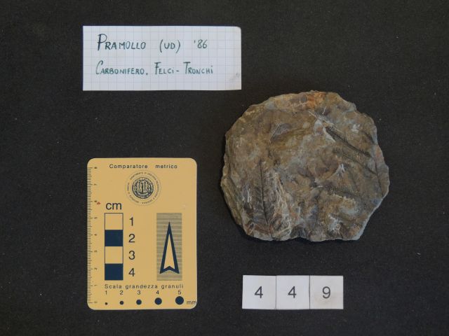 fossile (pteridofite marattiaceae, esemplare)