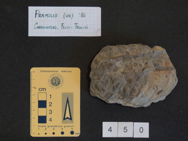 fossile (pteridofite marattiaceae, esemplare)