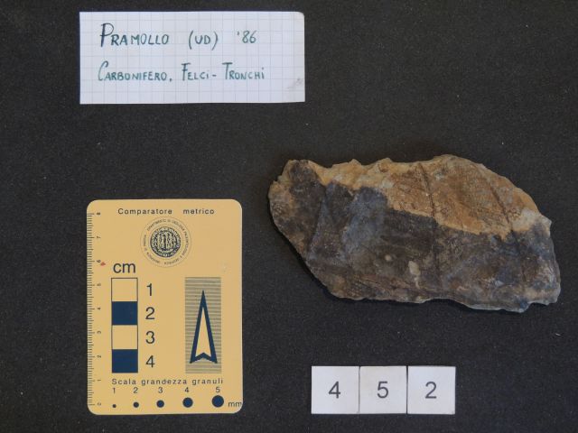 fossile (pteridofite marattiaceae, esemplare)