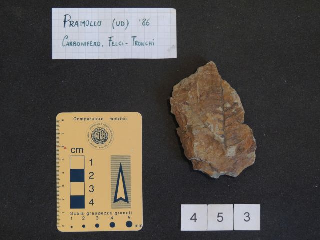 fossile (pteridofite marattiaceae, esemplare)