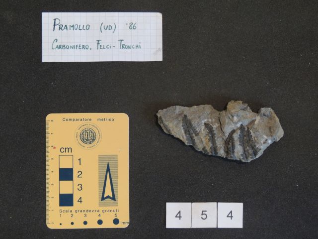 fossile (pteridofite marattiaceae, esemplare)