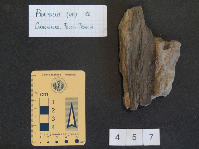 fossile (pteridofite marattiaceae, esemplare)