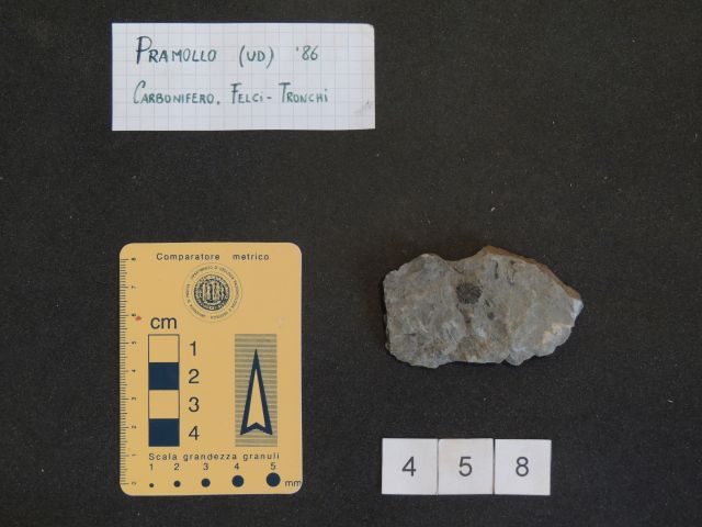 fossile (equisetali calamitaceae, esemplare)