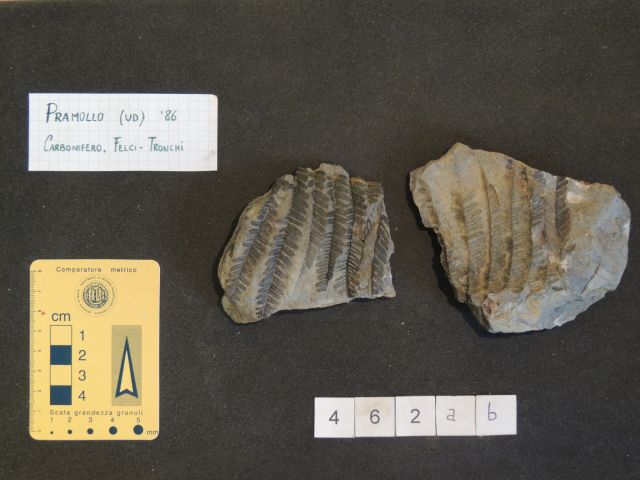 fossile (pteridofite marattiaceae, esemplare)