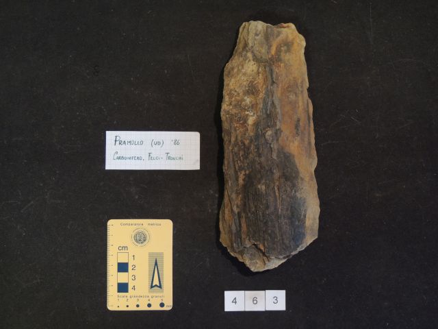 fossile (equisetali calamitaceae, esemplare)