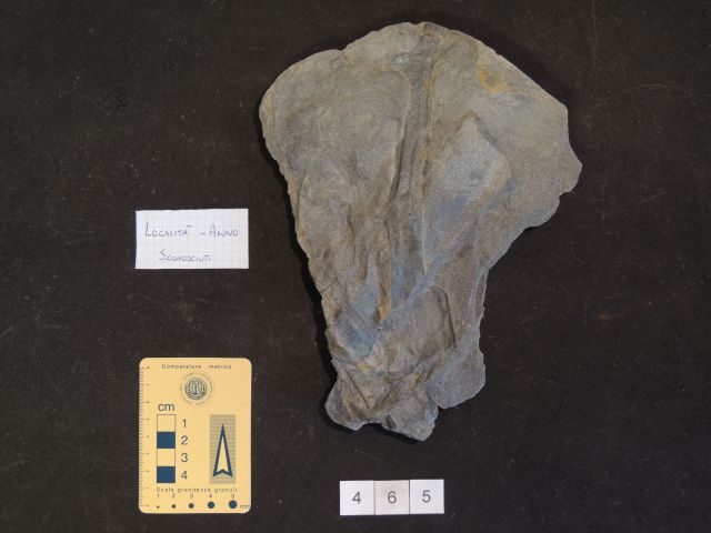 fossile (vegetale indeterminato e possibili cordaitali, associazione fossile)