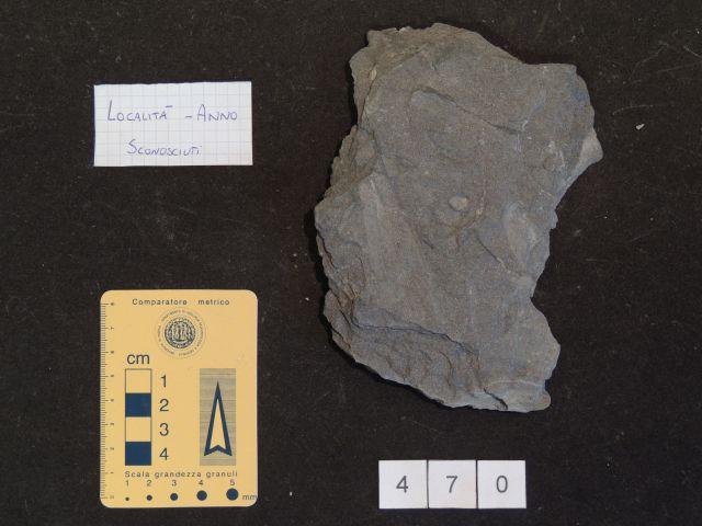 fossile (possibili cordaitali, esemplare)