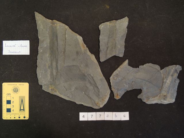 fossile (possibili cordaitali, esemplare)