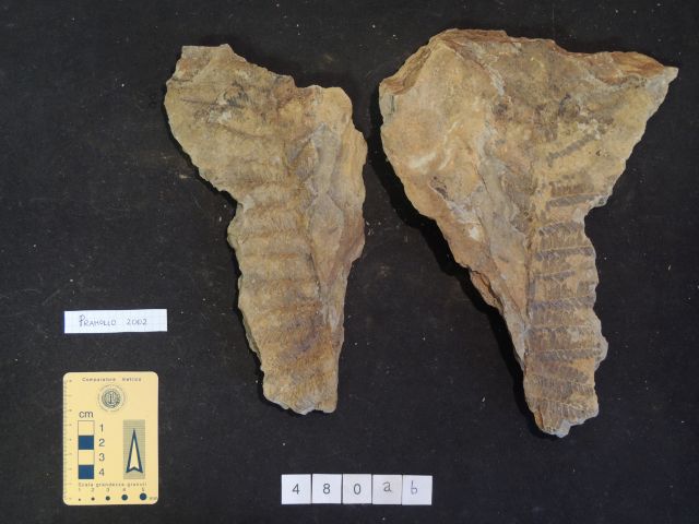 fossile (equisetali calamitaceae e pteridofite marattiaceae, associazione fossile)