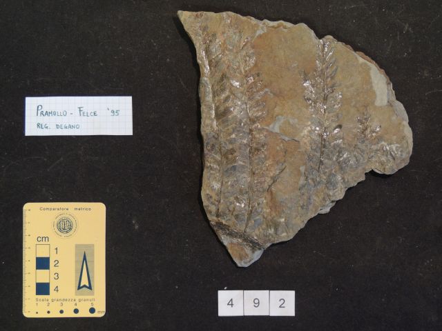 fossile (vegetale indeterminato, esemplare)