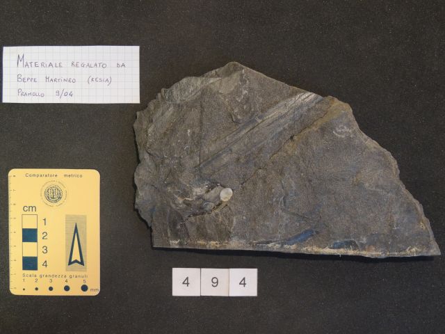 fossile (equisetali calamitaceae e pteridosperme medullosaceae, associazione fossile)