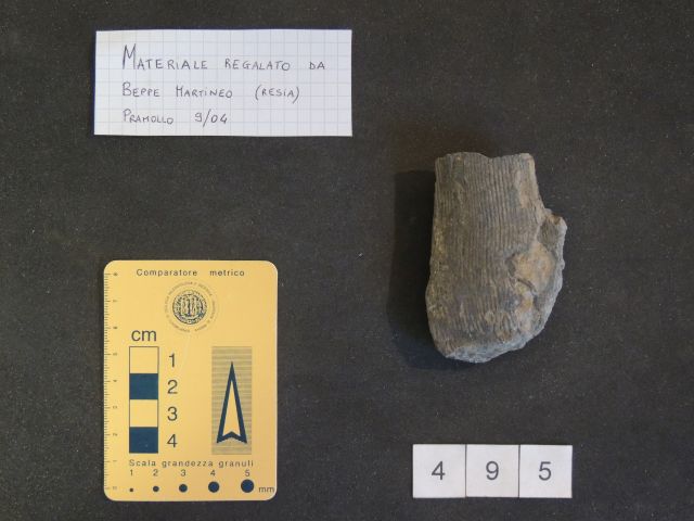 fossile (equisetali calamitaceae, esemplare)