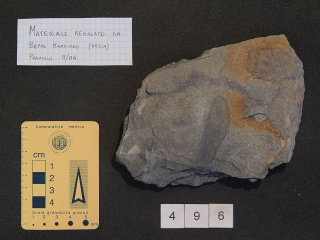 fossile (pteridosperme medullosaceae, esemplare)