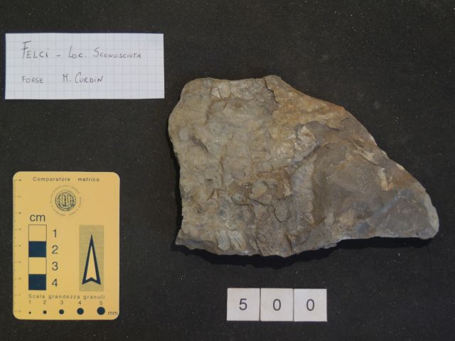 fossile (vegetale indeterminato, esemplare)