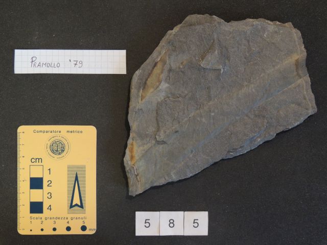 fossile (possibile cordaitale, esemplare)