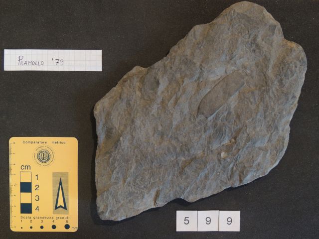 fossile (calamitaceae, marattiaceae e pteridosperme medullosaceae, associazione fossile)