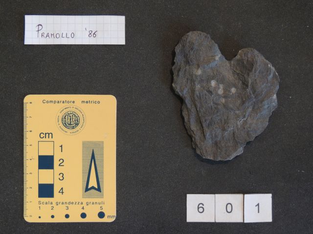 fossile (equisetali calamitaceae, esemplare)