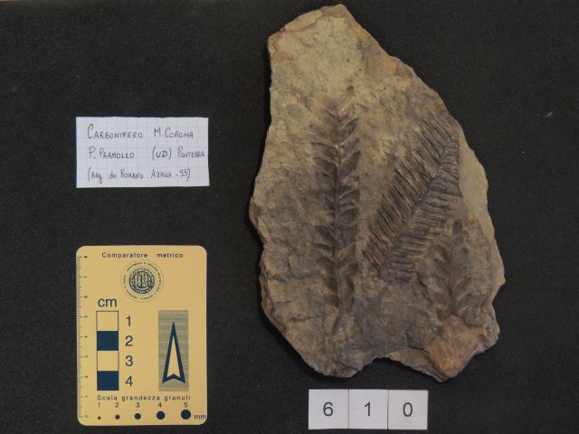fossile (pteridofite marattiaceae e altri vegetali indeterminati, associazione fossile)
