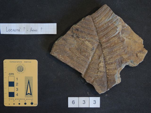 fossile (pteridofite marattiaceae, esemplare)