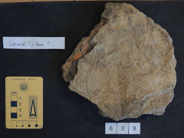 fossile (pteridofite marattiaceae, esemplare)